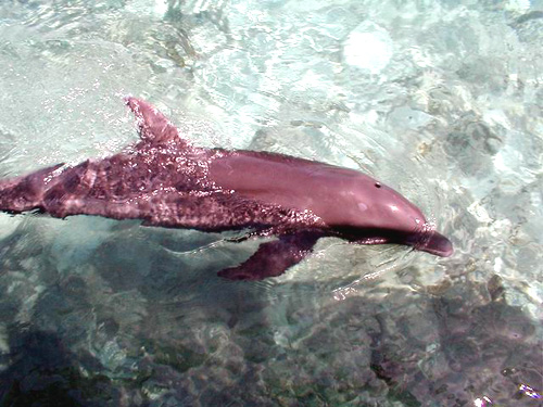 Islas del Rosario - Cartagena, Colombia